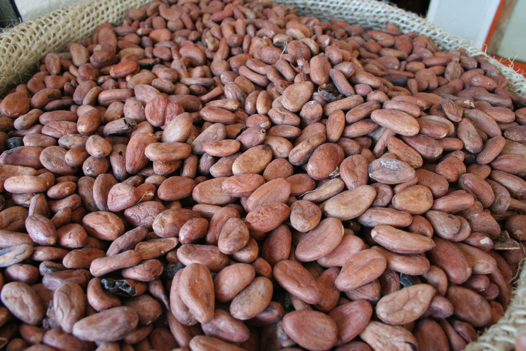 cacao - found in Oaxaca - © Tom Loewen | 14x3.de