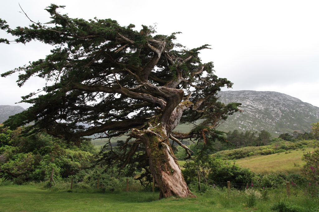 wind - formed this tree - © Tom Loewen | 14x3.de